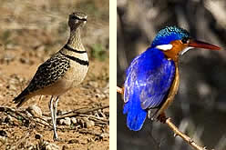 Doublebanded Courser and Malachite Kingfisher on Wilton Guest Farm.