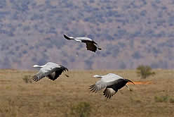 Blue Cranes in flight on Wilton Guest Farm